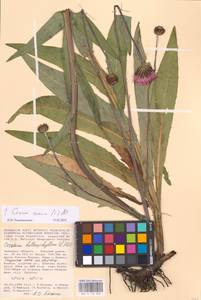 Cirsium canum (L.) All., Eastern Europe, Central forest-and-steppe region (E6) (Russia)