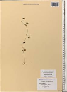 Geranium columbinum L., Caucasus, Azerbaijan (K6) (Azerbaijan)