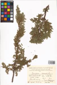 Juniperus communis L., Eastern Europe, Northern region (E1) (Russia)