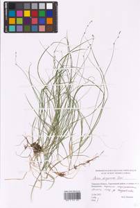 Carex disperma Dewey, Eastern Europe, North-Western region (E2) (Russia)