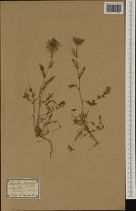 Nigella damascena L., Western Europe (EUR) (Spain)