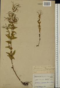 Epilobium roseum subsp. subsessile (Boiss.) P. H. Raven, Eastern Europe, Central forest-and-steppe region (E6) (Russia)