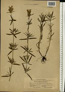 Dracocephalum ruyschiana L., Eastern Europe, Central forest-and-steppe region (E6) (Russia)