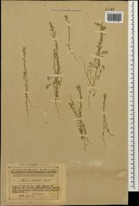 Alyssum turkestanicum Regel & Schmalh. ex Regel, Caucasus, Armenia (K5) (Armenia)