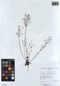 Androsace lactiflora Fisch. ex Willd., Siberia, Altai & Sayany Mountains (S2) (Russia)