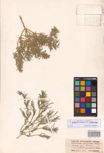 Petrosimonia glaucescens (Bunge) Iljin, Eastern Europe, Lower Volga region (E9) (Russia)