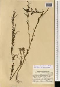 Suaeda linifolia Pall., Mongolia (MONG) (Mongolia)