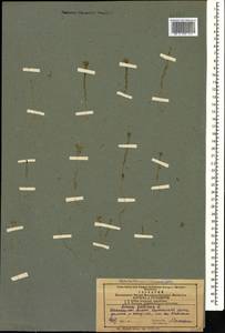 Linum trigynum L., Caucasus, Azerbaijan (K6) (Azerbaijan)