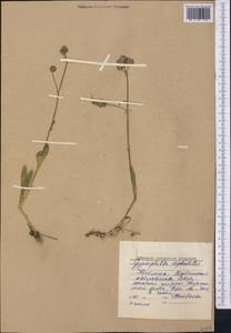 Gypsophila cephalotes (Schrenk) F.N. Williams, Middle Asia, Western Tian Shan & Karatau (M3) (Kyrgyzstan)