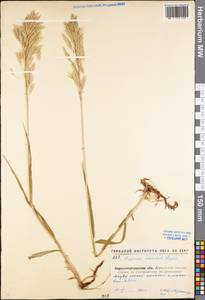 Bromus inermis Leyss., Eastern Europe, North Ukrainian region (E11) (Ukraine)