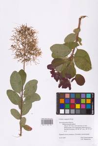 Cotinus coggygria Scop., Eastern Europe, Central forest-and-steppe region (E6) (Russia)