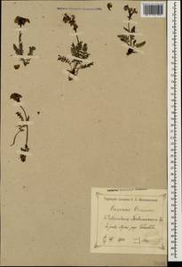 Pedicularis nordmanniana Bunge, Caucasus, Krasnodar Krai & Adygea (K1a) (Russia)