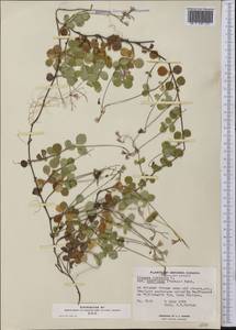 Linnaea borealis L., America (AMER) (Canada)