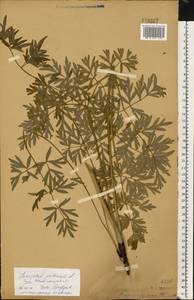 Silphiodaucus prutenicus subsp. prutenicus, Eastern Europe (no precise locality) (E0) (Not classified)