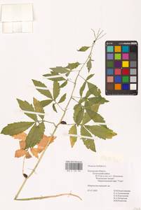 Cardamine bulbifera (L.) Crantz, Eastern Europe, Central region (E4) (Russia)