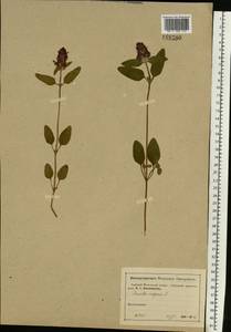 Prunella vulgaris L., Eastern Europe, Moscow region (E4a) (Russia)