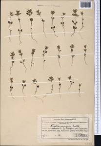 Nepeta pungens (Bunge) Benth., Middle Asia, Northern & Central Tian Shan (M4) (Kazakhstan)