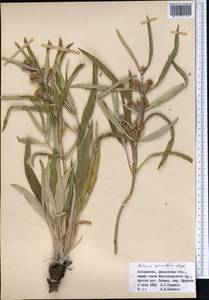 Phlomis salicifolia Regel, Middle Asia, Pamir & Pamiro-Alai (M2) (Uzbekistan)