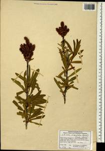 Sibiraea angustata (Rehder) Hand.-Mazz., South Asia, South Asia (Asia outside ex-Soviet states and Mongolia) (ASIA) (China)