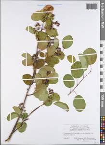 Amelanchier alnifolia (Nutt.) Nutt., Eastern Europe, Central region (E4) (Russia)