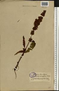 Rumex longifolius DC., Eastern Europe, North-Western region (E2) (Russia)