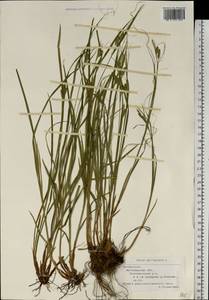 Carex pallescens L., Eastern Europe, Belarus (E3a) (Belarus)