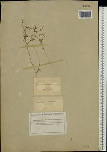 Euphorbia inderiensis Less. ex Kar. & Kir., Middle Asia, Caspian Ustyurt & Northern Aralia (M8) (Kazakhstan)