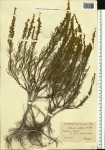 Artemisia salsoloides Willd., Eastern Europe, Lower Volga region (E9) (Russia)