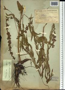 Lythrum intermedium Ledeb. ex Turcz., Siberia, Baikal & Transbaikal region (S4) (Russia)