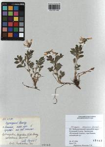 KUZ 001 442, Astragalus saralensis N.F. Gontscharow, Siberia, Altai & Sayany Mountains (S2) (Russia)