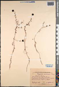 Vaccinium microcarpum (Turcz. ex Rupr.) Schmalh. ex Busch, Siberia, Russian Far East (S6) (Russia)