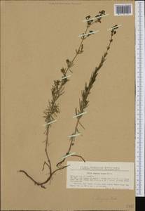 Galium volhynicum Pobed., Western Europe (EUR) (Romania)