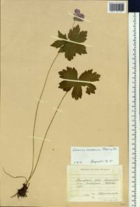 Geranium platyanthum Duthie, Siberia, Russian Far East (S6) (Russia)
