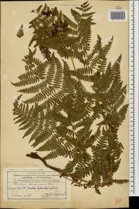 Pteridium aquilinum subsp. aquilinum, Caucasus, Azerbaijan (K6) (Azerbaijan)