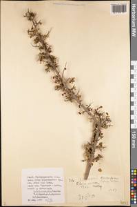Rhamnus integrifolia DC., Middle Asia, Pamir & Pamiro-Alai (M2) (Uzbekistan)