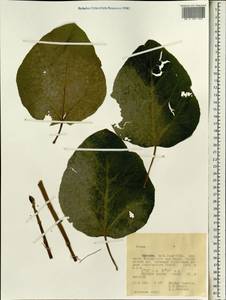 Ficus, Africa (AFR) (Ethiopia)
