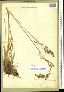 Deschampsia cespitosa (L.) P.Beauv., Caucasus, Armenia (K5) (Armenia)