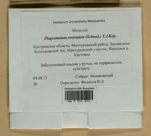 Plagiomnium rostratum (Schrad.) T.J. Kop., Bryophytes, Bryophytes - Middle Russia (B6) (Russia)