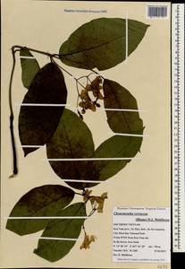 Chonemorpha verrucosa (Bl.) D.J. Middleton, South Asia, South Asia (Asia outside ex-Soviet states and Mongolia) (ASIA) (Vietnam)
