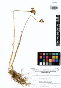 Allium ramosum L., Siberia, Baikal & Transbaikal region (S4) (Russia)