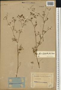 Cyclospermum leptophyllum (Pers.) Sprague, Eastern Europe, Rostov Oblast (E12a) (Russia)