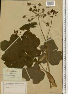 Heracleum sphondylium subsp. sibiricum (L.) Simonk., Eastern Europe, Central forest region (E5) (Russia)