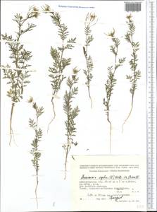 Descurainia sophia (L.) Webb ex Prantl, Middle Asia, Caspian Ustyurt & Northern Aralia (M8) (Kazakhstan)