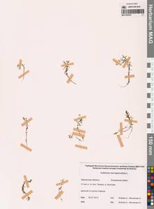 Callitriche hermaphroditica L., Siberia, Chukotka & Kamchatka (S7) (Russia)