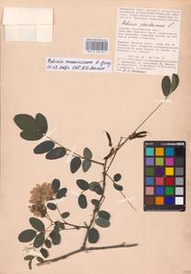 Robinia neomexicana A.Gray, Eastern Europe, Lower Volga region (E9) (Russia)