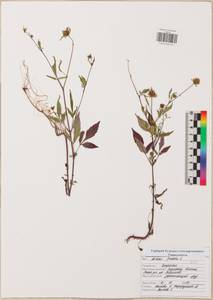 Bidens frondosa L., Eastern Europe, Central region (E4) (Russia)