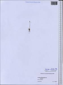 Micranthes foliolosa (R. Br.) Gornall, Western Europe (EUR) (Svalbard and Jan Mayen)
