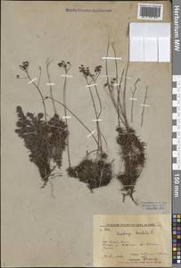 Saxifraga bronchialis L., Siberia, Russian Far East (S6) (Russia)