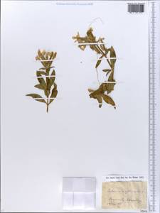 Saponaria officinalis L., Eastern Europe, North Ukrainian region (E11) (Ukraine)