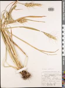 Triticum aestivum L., Eastern Europe, Central region (E4) (Russia)